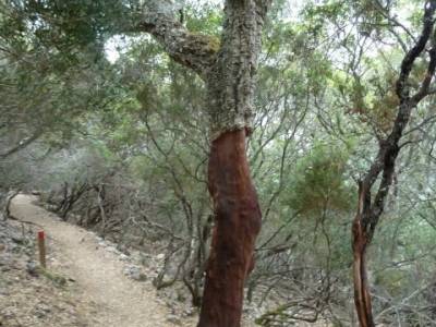 Parque Nacional Monfragüe - Reserva Natural Garganta de los Infiernos-Jerte;excursiones y senderism